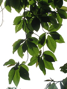 green leafed plant thumbnail