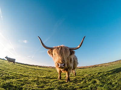 brown toro thumbnail