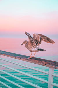 gray bird on brown and white hand rails thumbnail