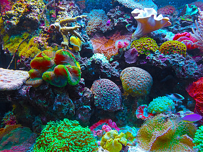 assorted artificial corals thumbnail