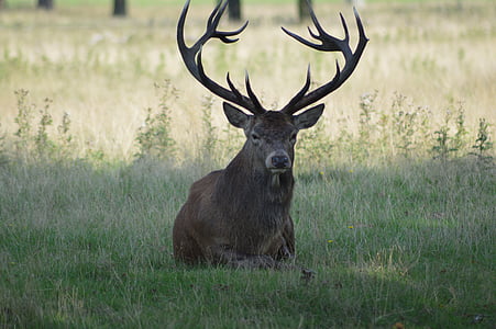 brown deer lying on grass fields thumbnail