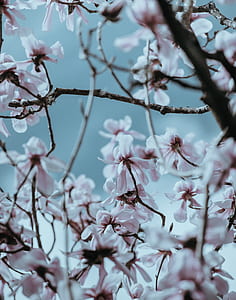 selective focus photography of pink petaled flowers thumbnail