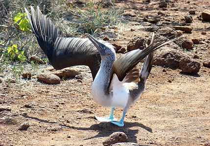 bird on soil thumbnail