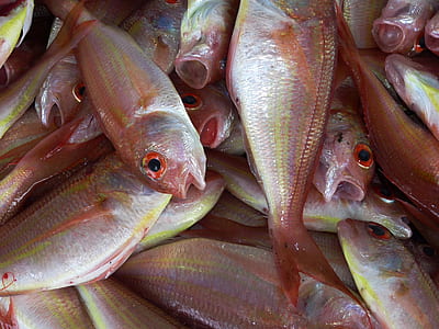 raw fish thumbnail