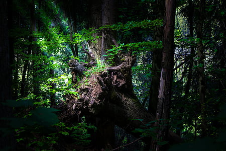 forest tree thumbnail