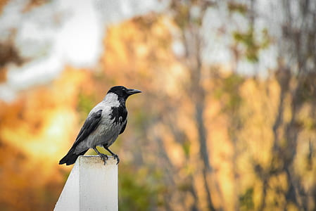 crow perch on white wooden plank thumbnail