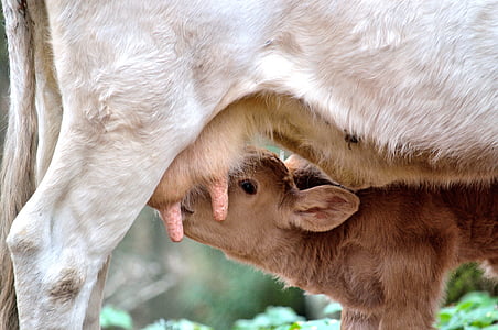 brown cow thumbnail