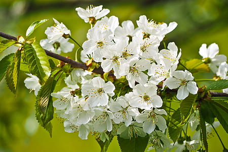 white petaled flower thumbnail