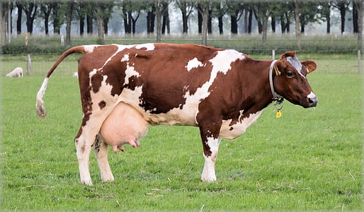 photography of brown cattle on green grass during daytime thumbnail