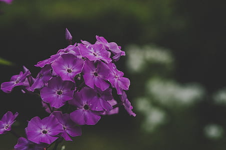 Purple Petaled Flowers thumbnail