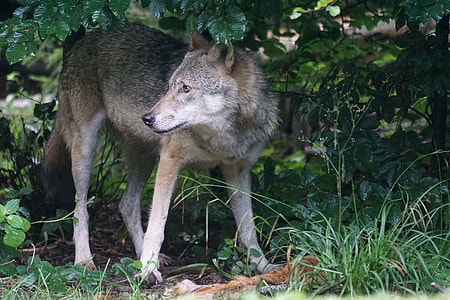 wolf under tree thumbnail
