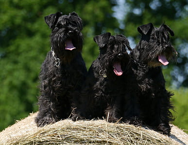three black Scottish terrier thumbnail