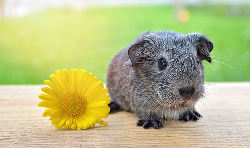yellow marguerite daisy and gray guinea pig thumbnail