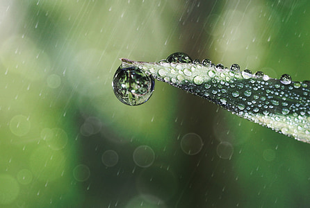 macro photography of droplet on green leafed plant thumbnail