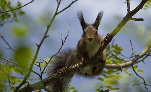 squirrel on branch during day thumbnail