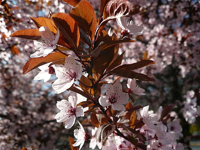 shallow focus photography of white flowers thumbnail