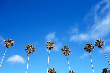 green palm trees thumbnail