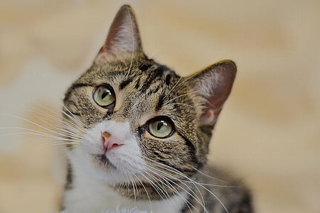 closeup photo of brown tabby cat thumbnail