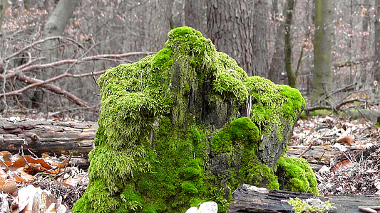 green moss on tree stump thumbnail
