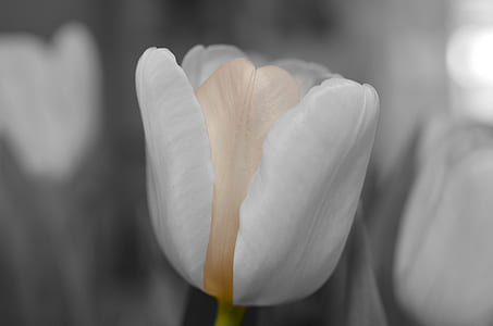 closeup photography of white tulip flower thumbnail