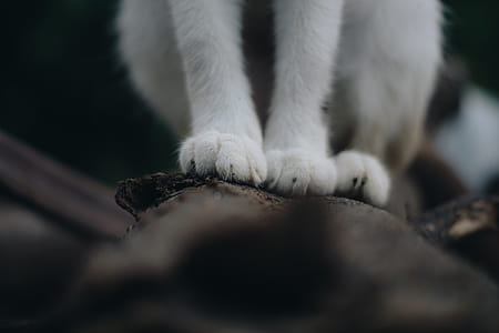 Cat Paws thumbnail