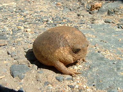Cape rain frog on the rocks - Breviceps gibbosus thumbnail