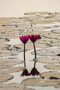 two pink flowers with water lilies thumbnail