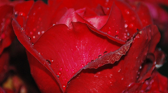 red petaled flower thumbnail