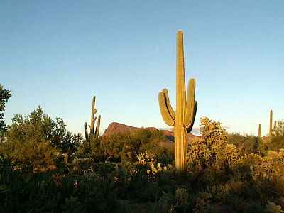 Saguaro Cactus and Landscape in Saguaro National Park, Arizona thumbnail