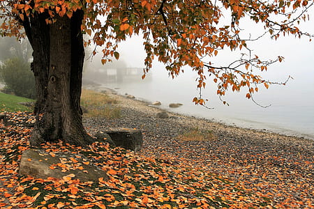 brown tree near body of water with fog thumbnail