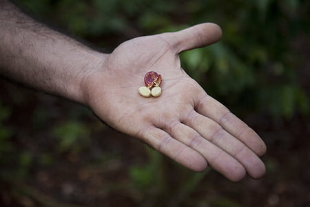 seeds on person's left palm thumbnail