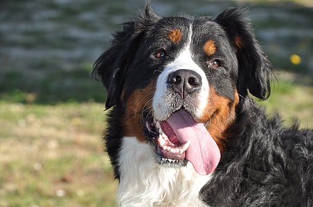 close-up photography of Bernese mountain dog thumbnail