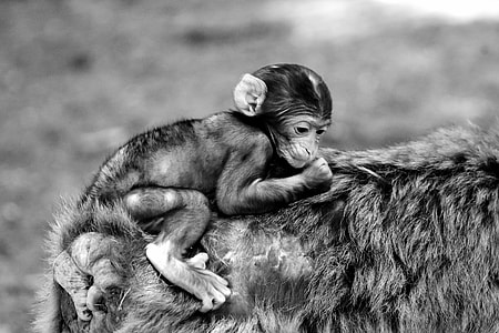 Baby Monkey, Barbary Ape thumbnail