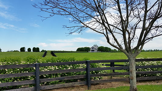 bare tree beside green grass open field at daytime thumbnail