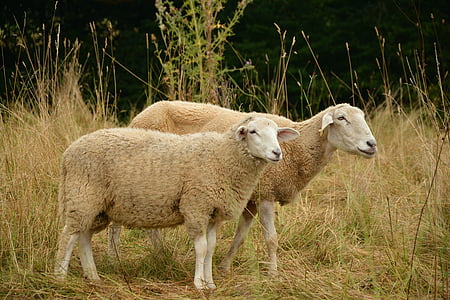 closeup photo of two brown goats thumbnail