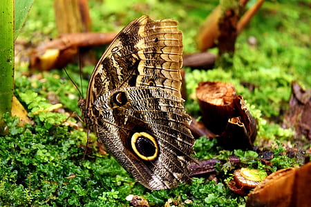 macro photography of owl butterfly thumbnail