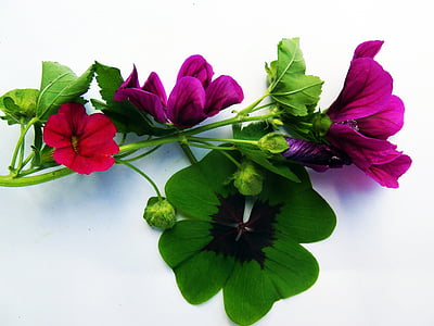 pink and red flowers thumbnail
