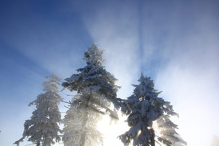 snow covered trees thumbnail