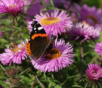 red admiral butterfly perched on purple petaled flower in closeup photography thumbnail