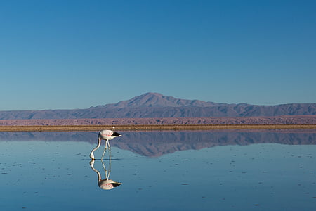 white flamingo near mountain thumbnail