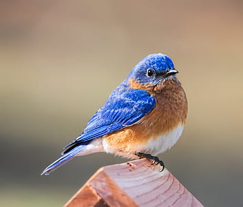 blue and brown robin bird perched on bird house during daytime thumbnail