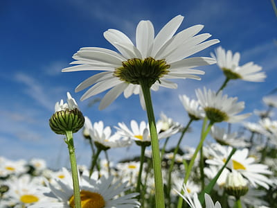 shallow focus photography of white daisy flowers under blue cloudy sky during daytime thumbnail
