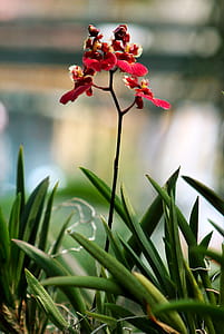 Red Petaled Flower thumbnail