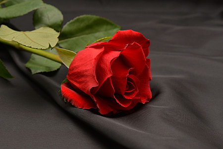 red rose thumbnail