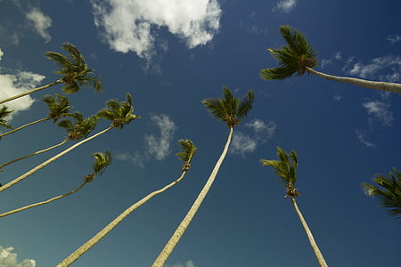 low angle photo of coconut trees thumbnail