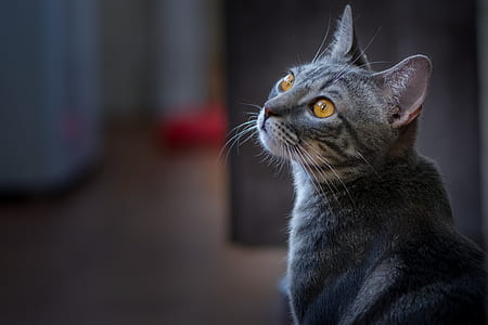 short-fur gray cat in focus photography thumbnail