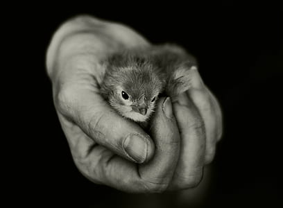 person holding bird thumbnail