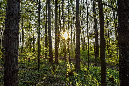 sun rays in forest landscape photograpy thumbnail
