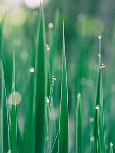 shallow focus photography of grass with water droplets thumbnail