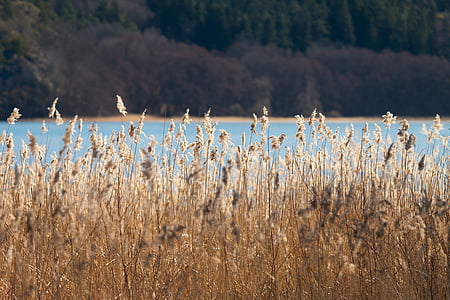 wheat field near body of water thumbnail